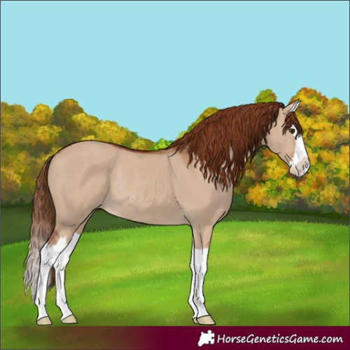 Horse Color:Red Dun Splash Rabicano 