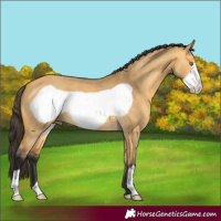 Horse Color:Buckskin Dun Frame