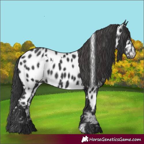 Horse Color:White Spotted Black Near Leopard 