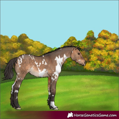 Horse Color:White Spotted Bay Dun 
