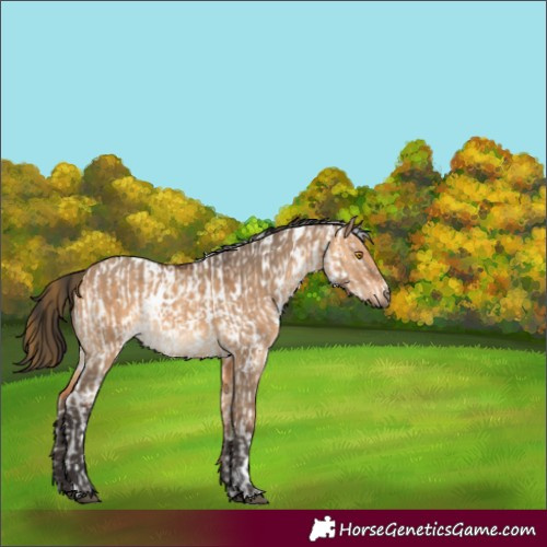 Horse Color:White Spotted Buckskin Dun Near Leopard  and White Spotted Bay Dun 