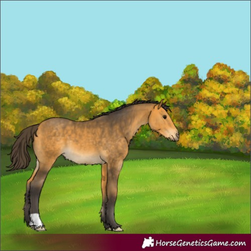 Horse Color:Buckskin 