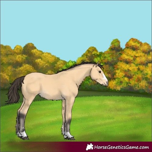 Horse Color:Buckskin 