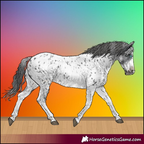 Horse Color:White Spotted Black Splash Tobiano Frame Appaloosa 