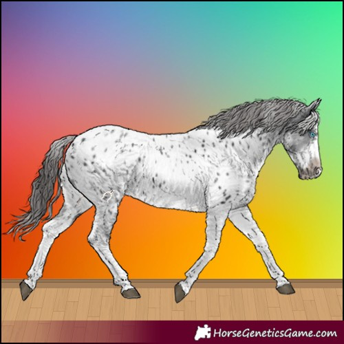 Horse Color:White Spotted Black Splash Tobiano Frame Near Leopard 