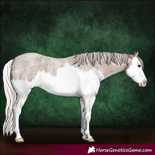Horse Color:Silver Blue Roan Splash