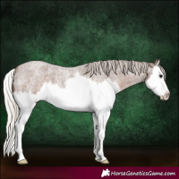 Horse Color:Silver Blue Roan Splash