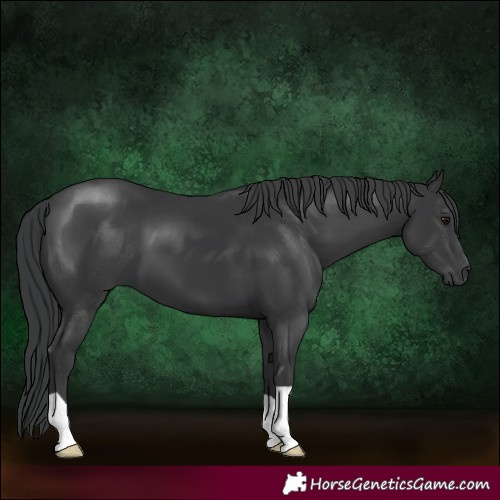 Horse Color:Black 