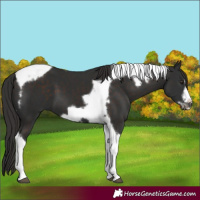 Horse Color:Liver Chestnut Tobiano Frame 