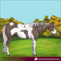 Horse Color:Silver Black Tobiano Frame
