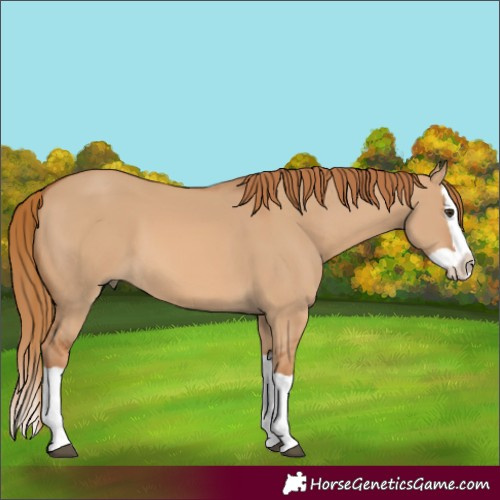 Horse Color:Red Dun Splash 