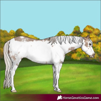 Horse Color:Silver Brown Dun Sabino Frame