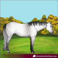 Horse Color:Gray Grullo 