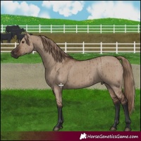 Horse Color:Liver Red Dun Brindle 