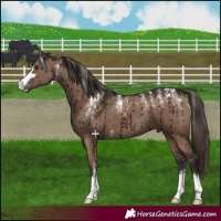 Horse Color:Powder White Liver Red Dun Brindle