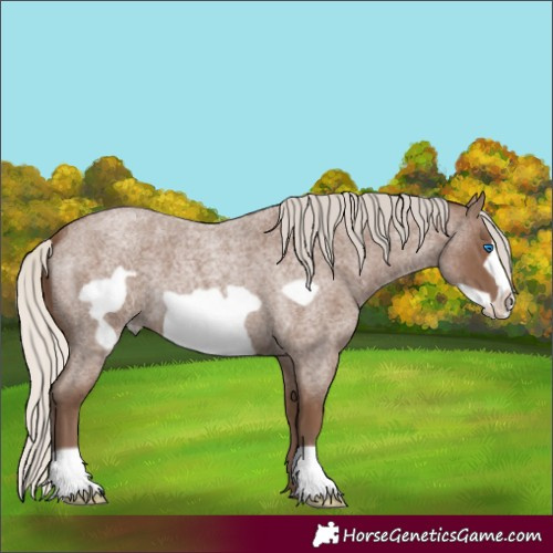Horse Color:Silver Blue Roan Frame 