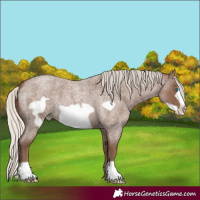 Horse Color:Silver Blue Roan Frame 