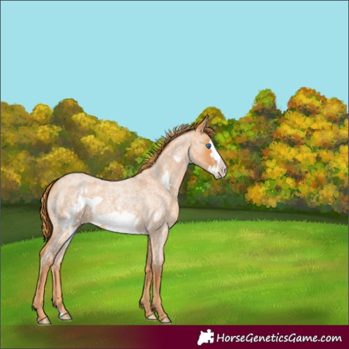 Horse Color:Red Roan Frame 