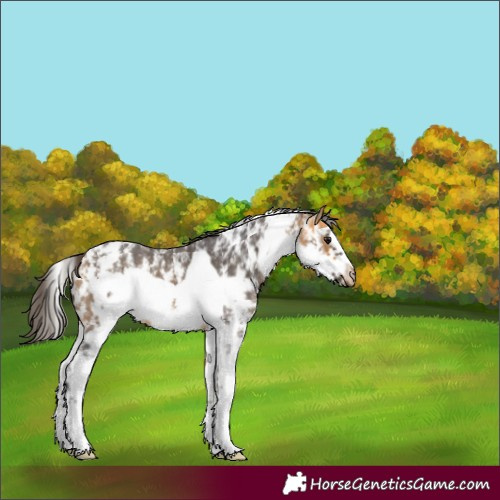 Horse Color:Buckskin Sabino Frame 
