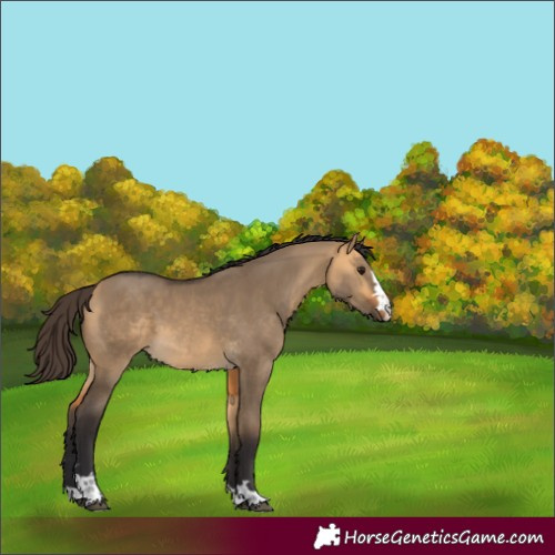 Horse Color:Buckskin Dun 