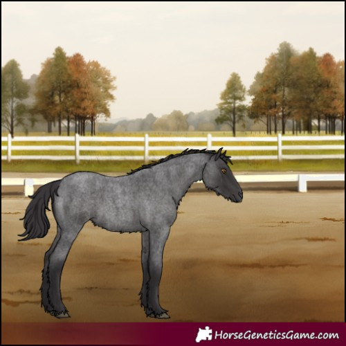 Horse Color:Smoky Blue Roan 