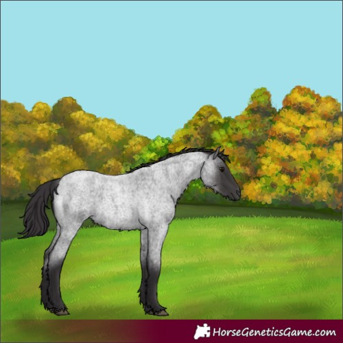Horse Color:Smoky Blue Roan 