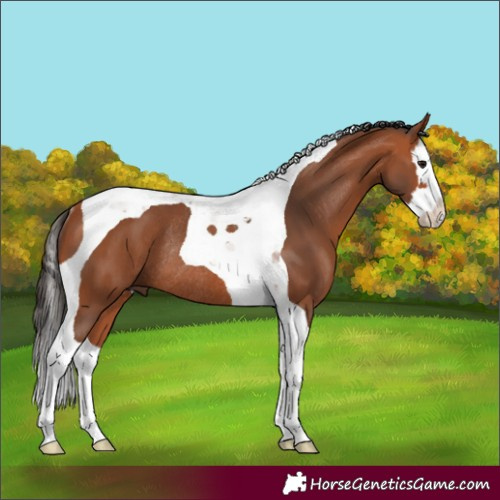 Horse Color:Bay Splash Tobiano Rabicano 