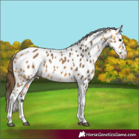 Horse Color:Buckskin Tobiano Appaloosa 