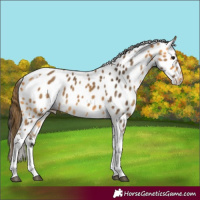 Horse Color:Buckskin Tobiano Leopard 