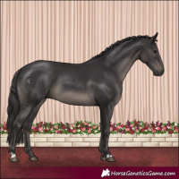 Horse Color:Smoky Black 