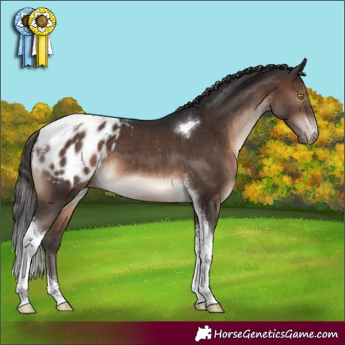 Horse Color:Brown Tobiano Appaloosa 