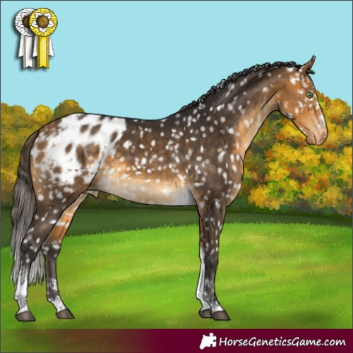 Horse Color:Buckskin Tobiano Appaloosa 