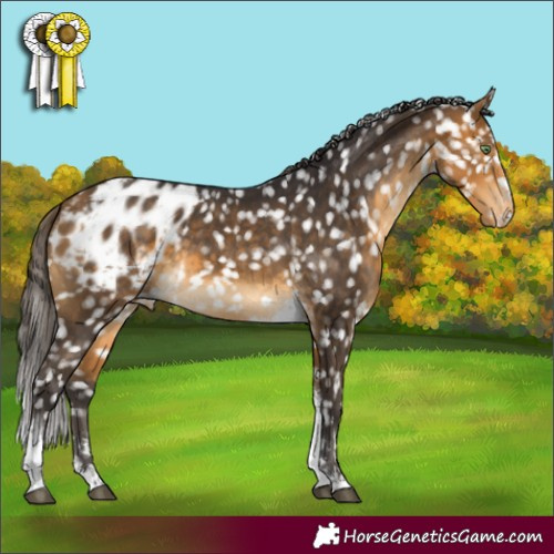 Horse Color:Buckskin Tobiano Appaloosa 