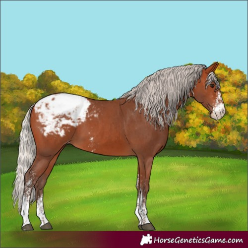 Horse Color:Silver Bay Sabino Appaloosa 