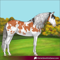 Horse Color:White Spotted Bay Splash