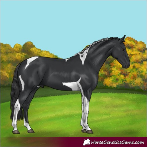 Horse Color:Black Tobiano 