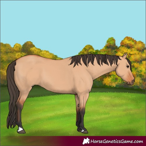 Horse Color:Bay Dun 