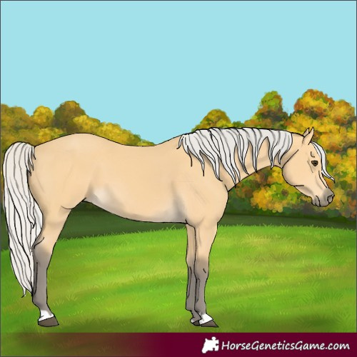 Horse Color:Silver Buckskin 
