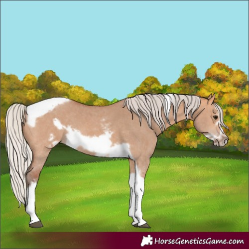 Horse Color:Silver Bay Dun Sabino Tobiano Frame Rabicano 