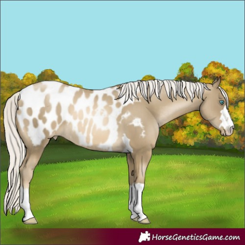 Horse Color:Silver Smoky Black Pearl Appaloosa 