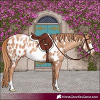 Horse Color:Gold Champagne Appaloosa  and Gold Champagne Frame Appaloosa 