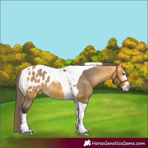 Horse Color:Buckskin Splash Tobiano Appaloosa 