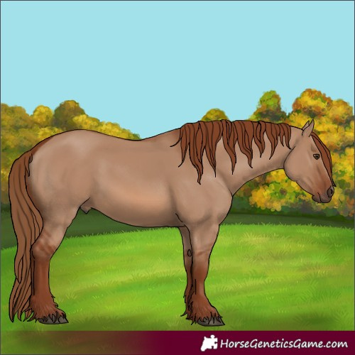Horse Color:Red Dun 