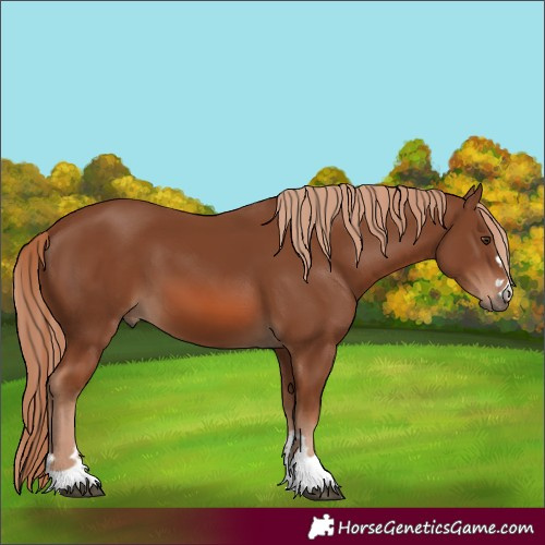 Horse Color:Chestnut 
