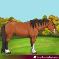 Horse Color:Bay 