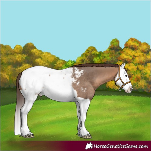 Horse Color:Brown Dun Splash Snowcap Rabicano 