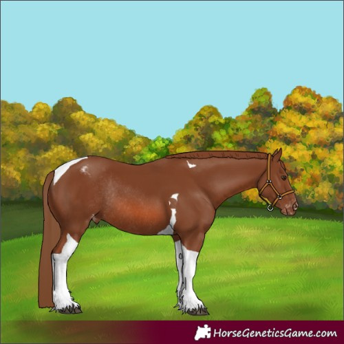 Horse Color:Chestnut Tobiano Varnish Rabicano 