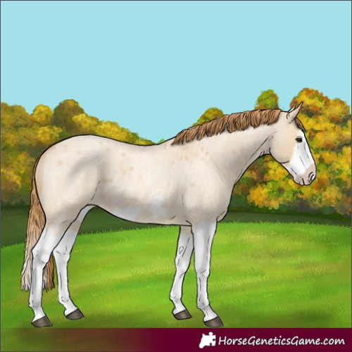 Horse Color:Red Dun Roan Splash Frame Rabicano 