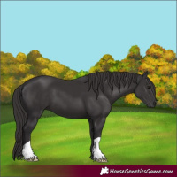Horse Color:Smoky Black 
