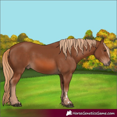Horse Color:Chestnut 